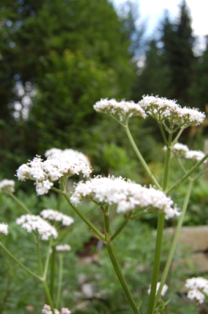 http://www.hildegard-kraeuter-garten.at/media/kraeuterwelt 2010/kraeuter-baldrian.JPG